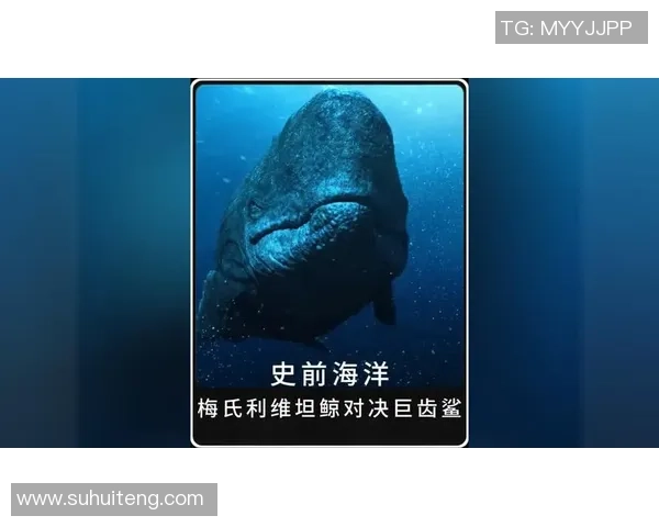 喷射机与南部鲨鱼的惊险对决谁能在海洋中称霸