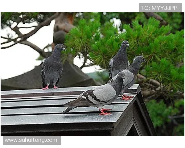 福岛与鹿儿岛的文化碰撞与自然魅力的深度比较探索